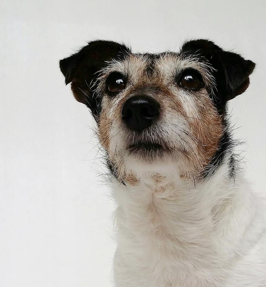 Dog, Animal, Mammal, Pet, Canine, Friend, Companion, Jack Russell Terrier, Puppy, Purebred