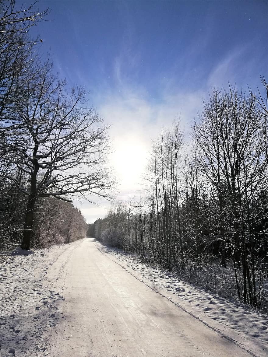 път, сняг, дървета, пейзаж, дъб, студ, снежно, скреж, зима, гора