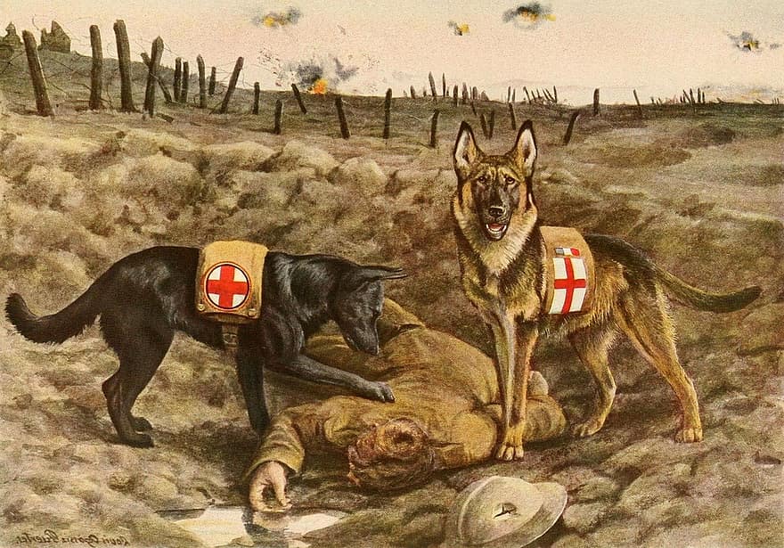 Saksanpaimenkoira, koirat, Palvelukoirat, WW1, ensimmäinen maailmansota, kuva, maailmansota 1, WWI, Ruskea sota