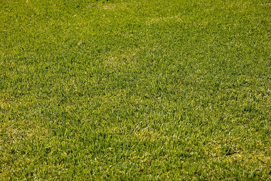 Grass, Lawn, Green Grass, Nature, Background, Garden