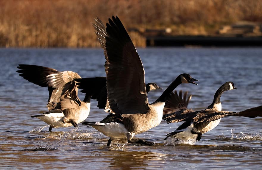 Canadese ganzen, ganzen, meer, klapperen, watervogels, water vogels, dieren, groep, dieren in het wild, trekvogels, vliegende vogels
