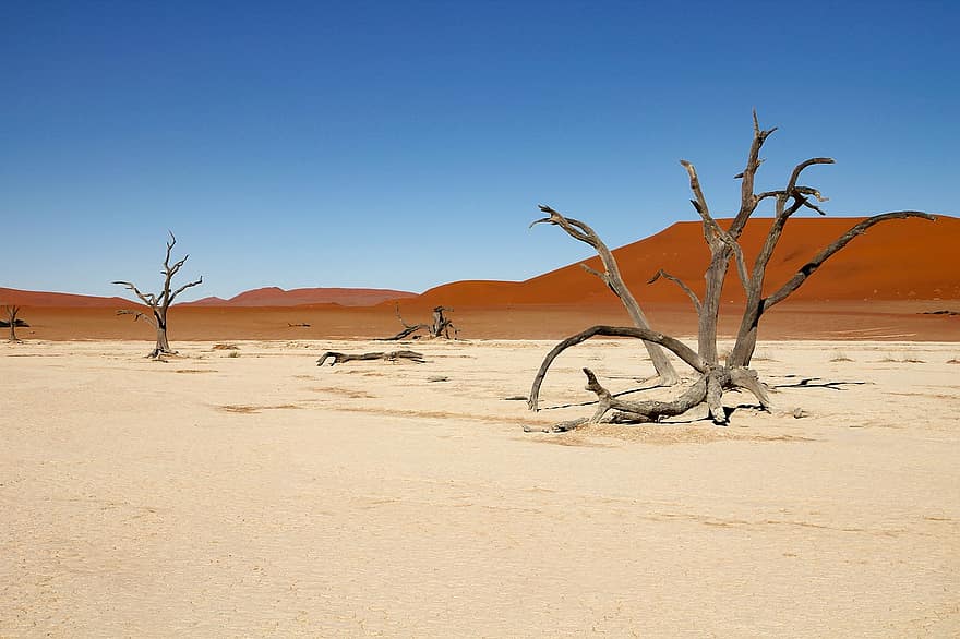 Namíbia, deserto, areia, natureza, panorama, África, duna de areia, seco, clima árido, viagem, árvore