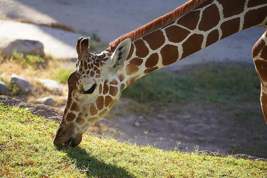 girafa, pastando, grama, jardim zoológico, animais selvagens, natureza, animais em estado selvagem, África, animais de safári, savana, fechar-se