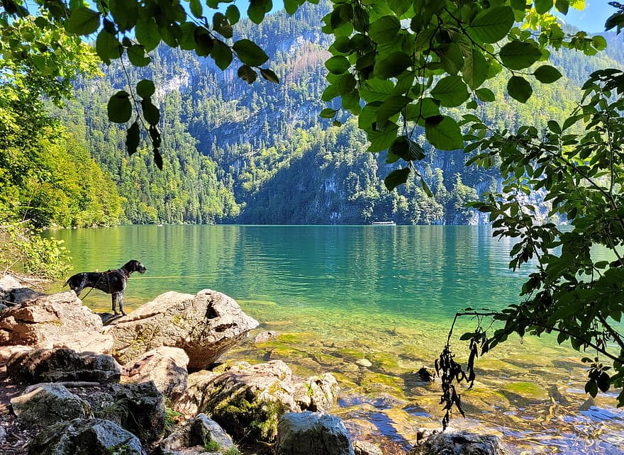 езеро, Königssee, куче, домашен любимец, природа, планини, пейзаж, Бавария