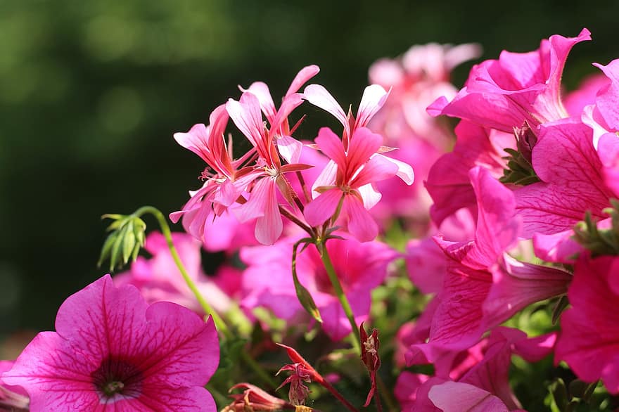 flores de petunia, Flores rosadas, petunia, floración, pétalos, pétalos de rosa, flora, naturaleza