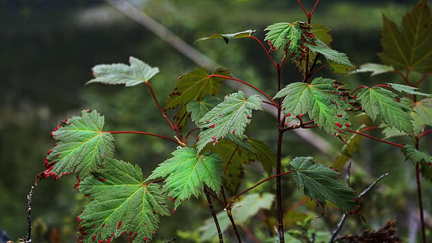 Maple, Leaves, Plant, Foliage, Spring, Nature, leaf, tree, close-up, green color, season