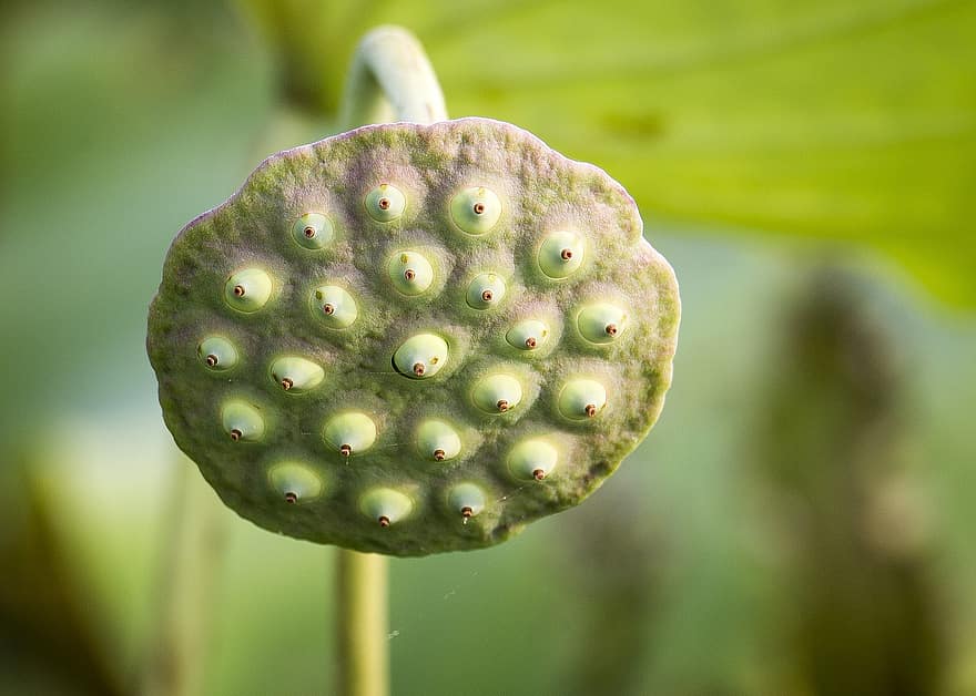 Lotus, Seed Pod, Plant, Water Lily, Seed Capsule, Aquatic Plant, Nature