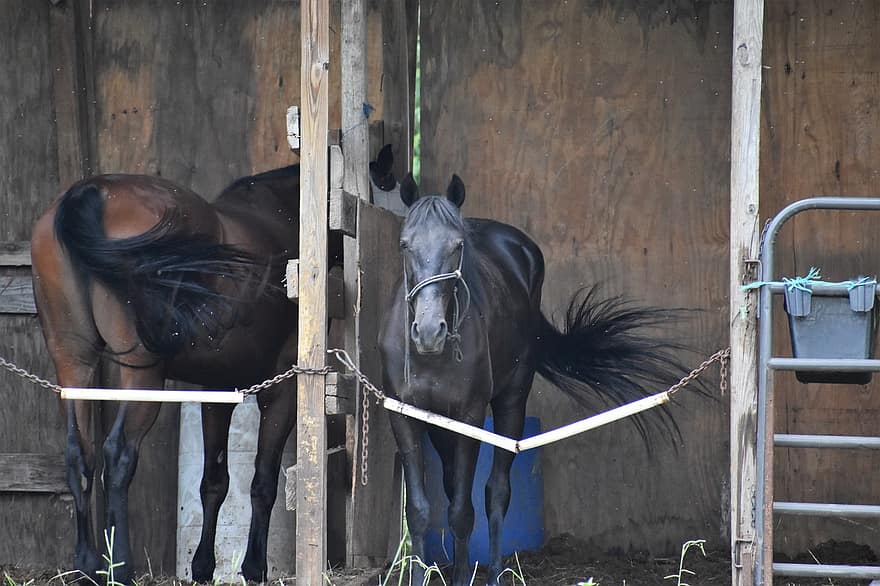 Horses, Stable, Horse Flies, Barn, Nature, Head, Tail, Stallion, Mare, Ranch, Saddle