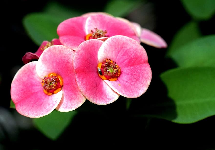 फूल, कांटो का ताज, गुलाबी फूल, पंखुड़ियों, गुलाबी पंखुड़ी, पत्ते, प्रकृति, फूल का खिलना, खिलना, वनस्पति