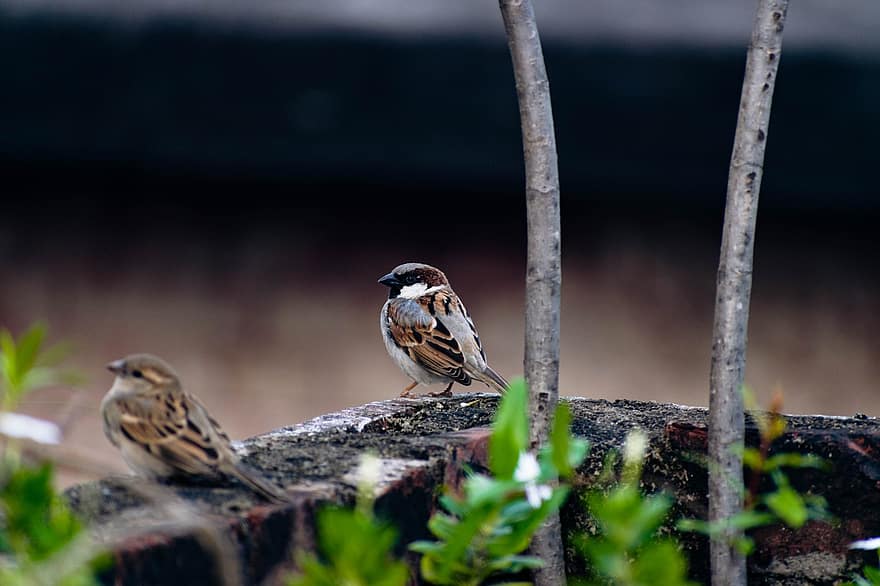 Eurasian Tree Sparrows, Birds, Animals, Sparrows, Wildlife, Plumage, Perched, Nature, beak, feather, animals in the wild