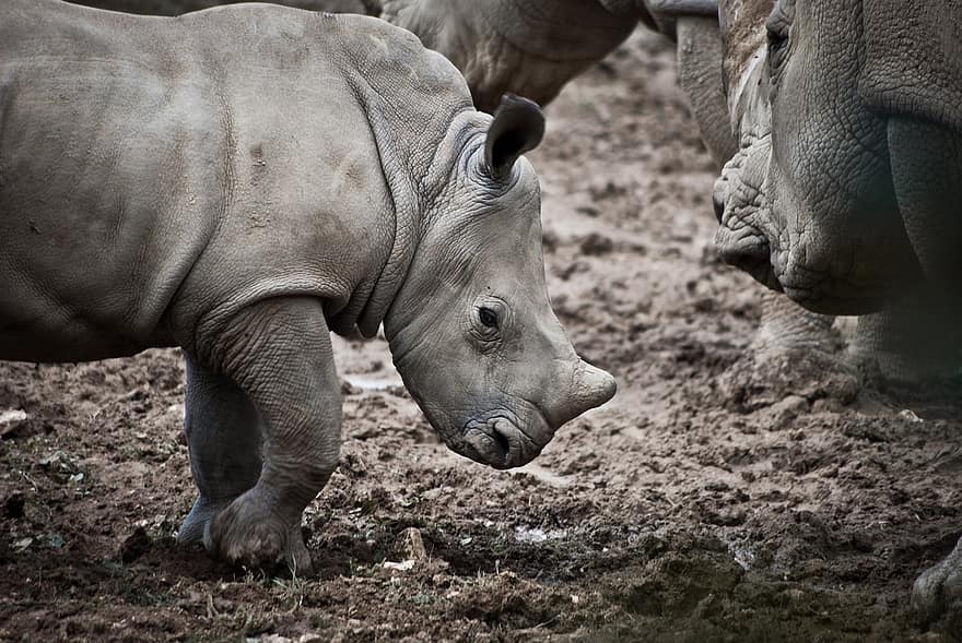 носорог, животное, молодой, живая природа, млекопитающее