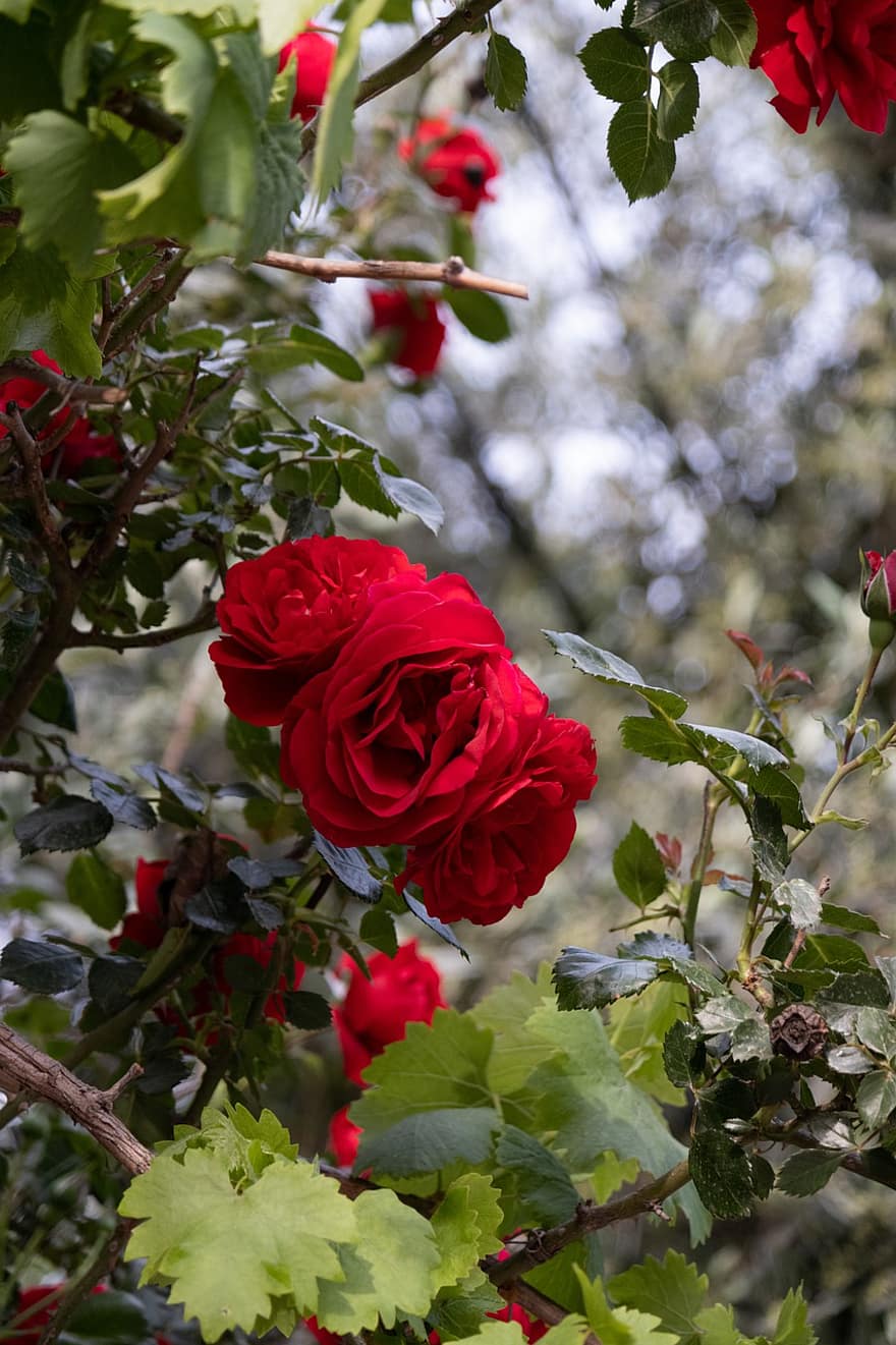 røde roser, roser, Rosenbusk, have, rosenhave, natur