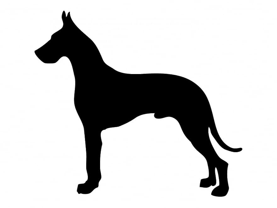 hund, grand danois, svart, silhuett, konst, djur-, skön
