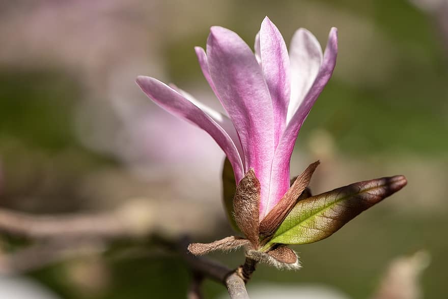 magnolia, bloemknop, roze bloem, de lente, natuur, bloem, flora, tuin-, detailopname, fabriek, blad