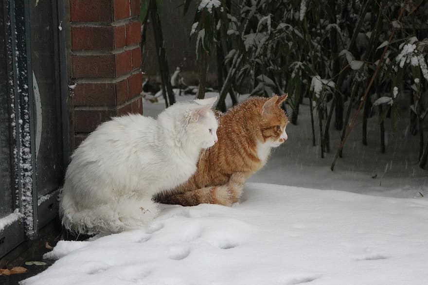 macskák, háziállat, macskafélék, állatok, szőrme, cica, hó, téli, belföldi, házimacska, macska portré