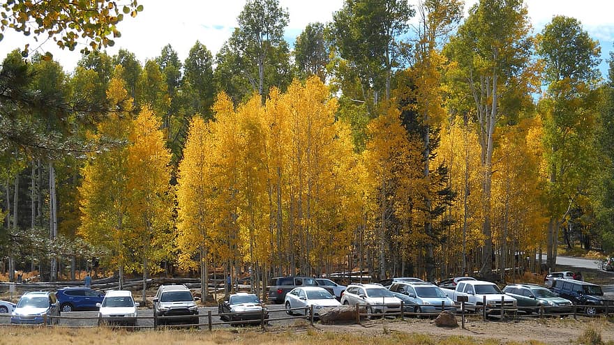 parkoló autók, fák, ősz, levelek, lombozat, őszi levelek, őszi lombozat, őszi színek, őszi szezon, esik lombozat, erdő