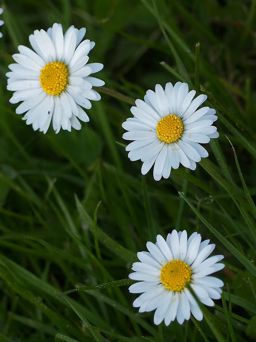 daisy, vita blommor, blommor, vild, äng, blommar, natur, närbild, makro, sommar, grön färg