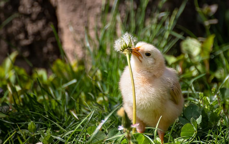Chick, Bird, Poultry, Chicken, Hen, Small, Meadow, Flower, grass, beak, cute