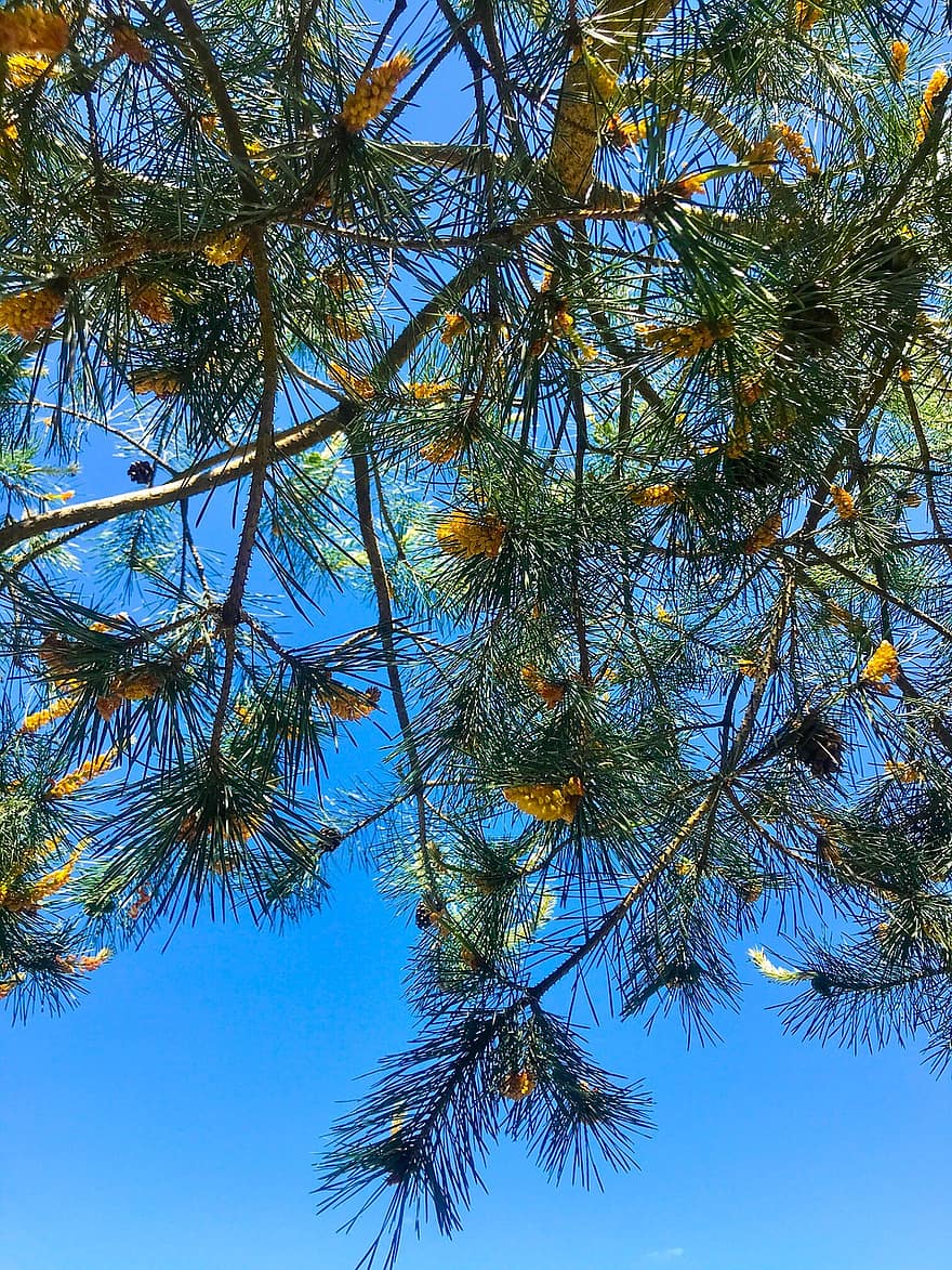 dennen, Pinus Sylvestris, pijnboom, Scotch Pine, boom, naaldboom, Pine familie, coniferen, veilig, gewas, tik
