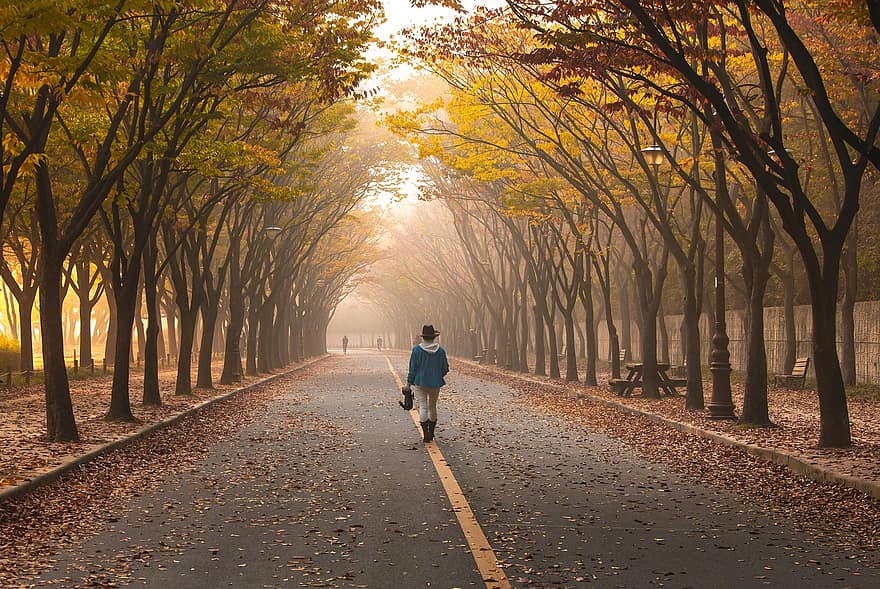 път, момиче, дървета, разходка, мъгла, паваж, ходене, жена, асфалт, мъглявина, листа