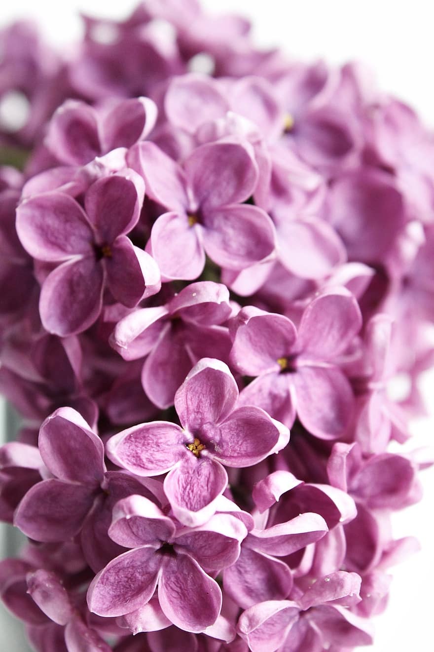 ungu, bunga-bunga, flora, tanaman, mungkin, berkembang, musim semi, alam, botani, ikat kepala, Desktop