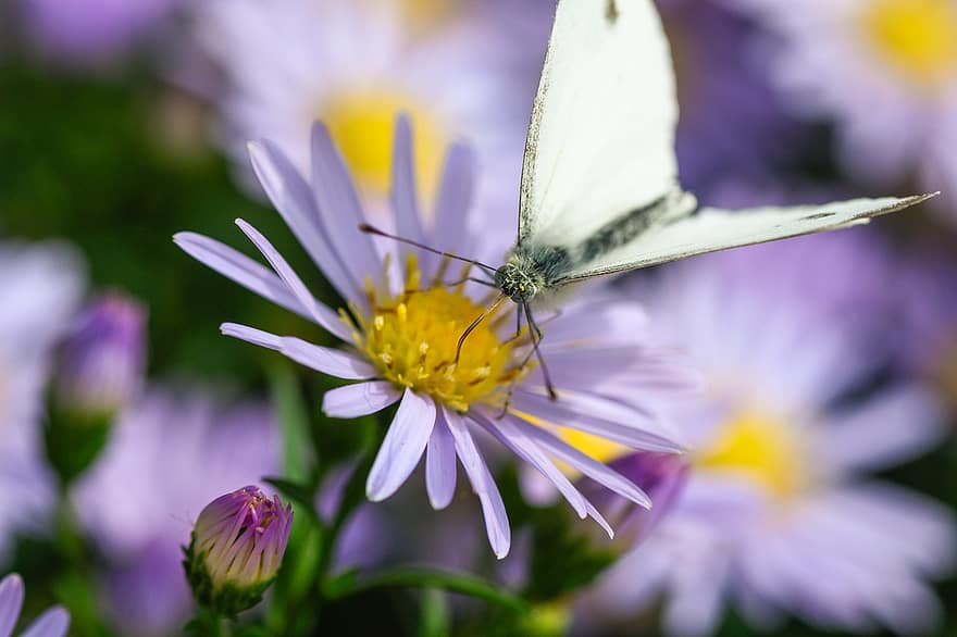 kål hvit, sommerfugl, insekt, blomst, aster, pollinering, vinger, anlegg, hage, natur, nærbilde