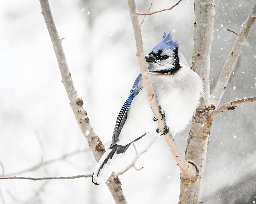 uccello, Bluejay, la neve, piume, natura, ramo, animali allo stato selvatico, becco, inverno, piuma, albero