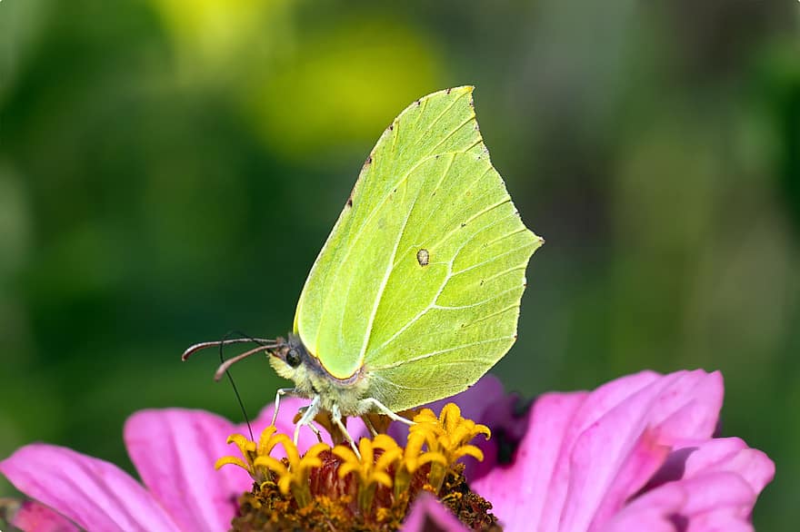 soufre commun, papillon, insecte, gonepteryx rhamni, jardin, entomologie