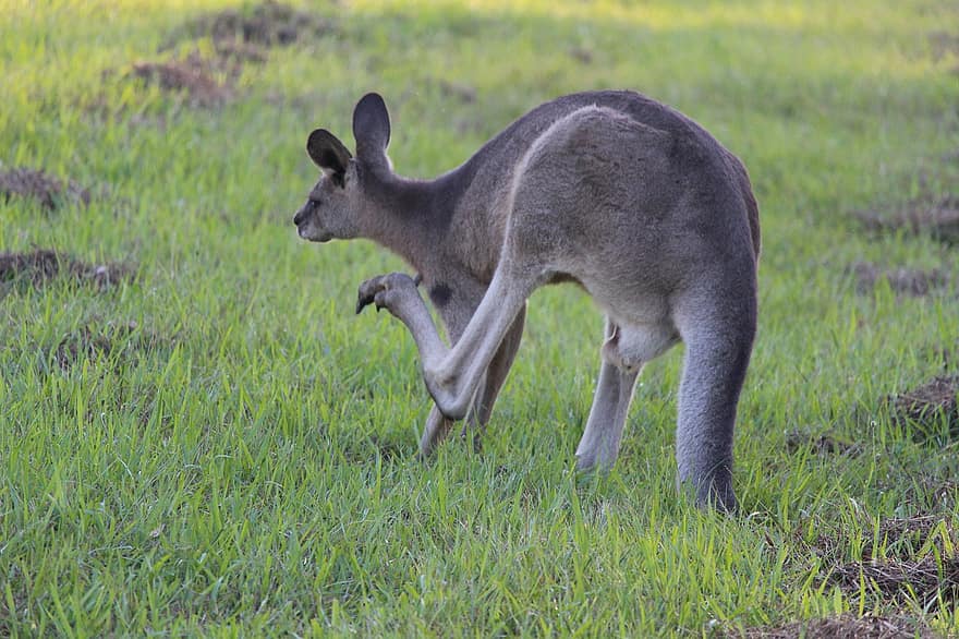 kangourou, Joey, animal, macropus giganteus, marsupial, macropode, mammifère, herbivore, faune, sauvage, photographie de la faune