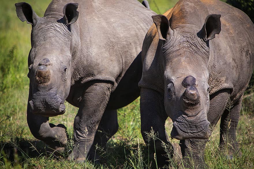 rinoceronte, rinocerontes, mamífero, animal, conservación, en peligro de extinción, naturaleza, fauna silvestre, reserva natural, África, Sudáfrica