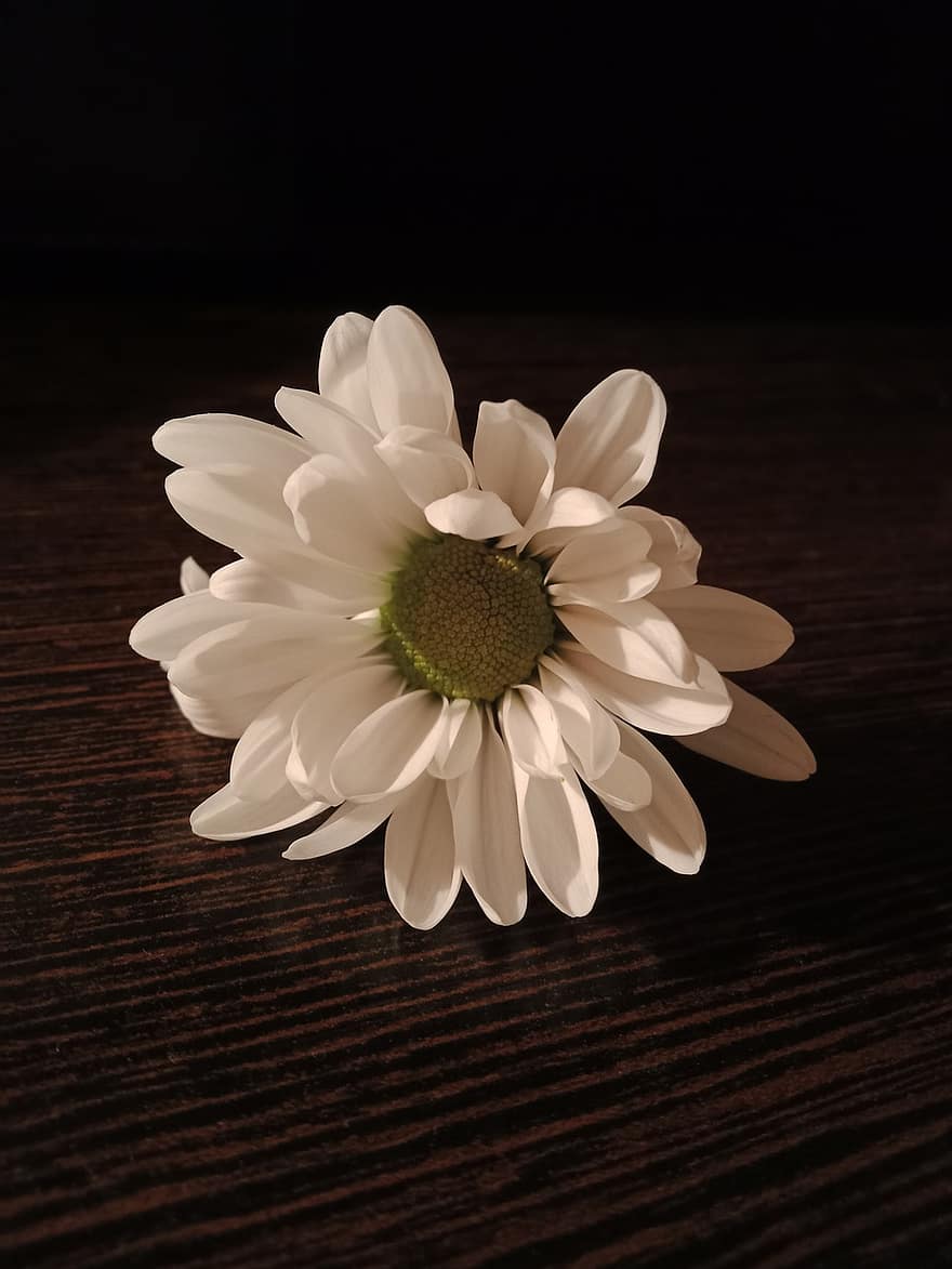 Daisy, gėlė, augalų, žiedlapių, balta gėlė, žydi, žiedas, grožis, švelnumas, Iš arti, нежность