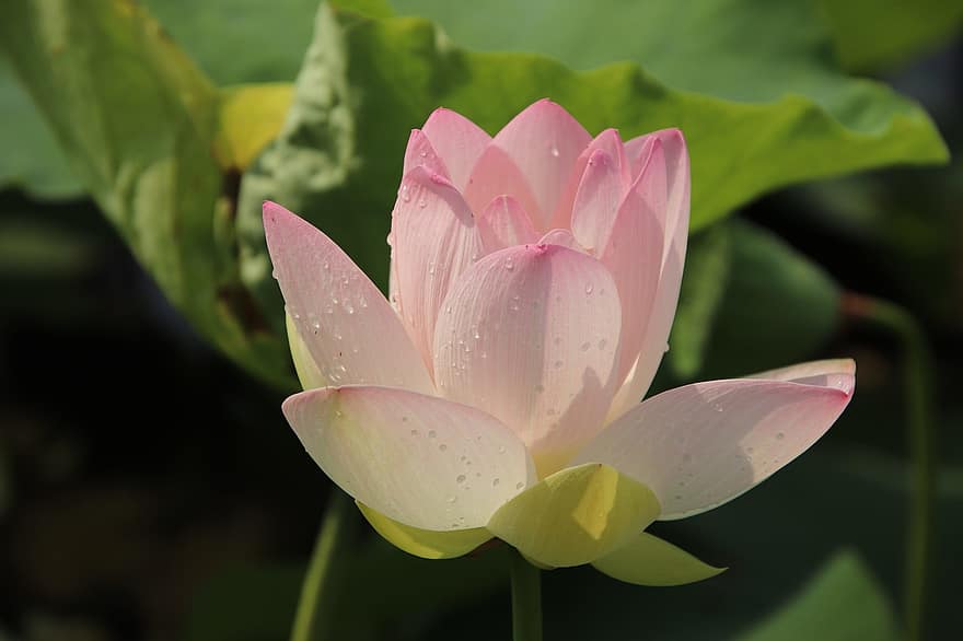 lotus, floare, mugur, nufăr, a inflori, inflori, plante acvatice, plantă, floră, lac, natură