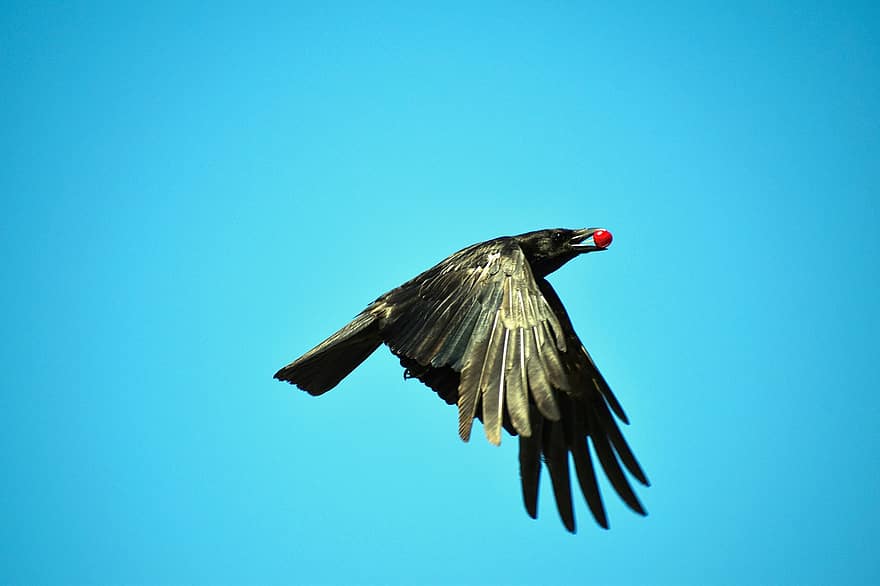 carrion crow, ravnfugl, kål rabe, sort, fugl, krage, ravn, Krage på flugt, kirsebær