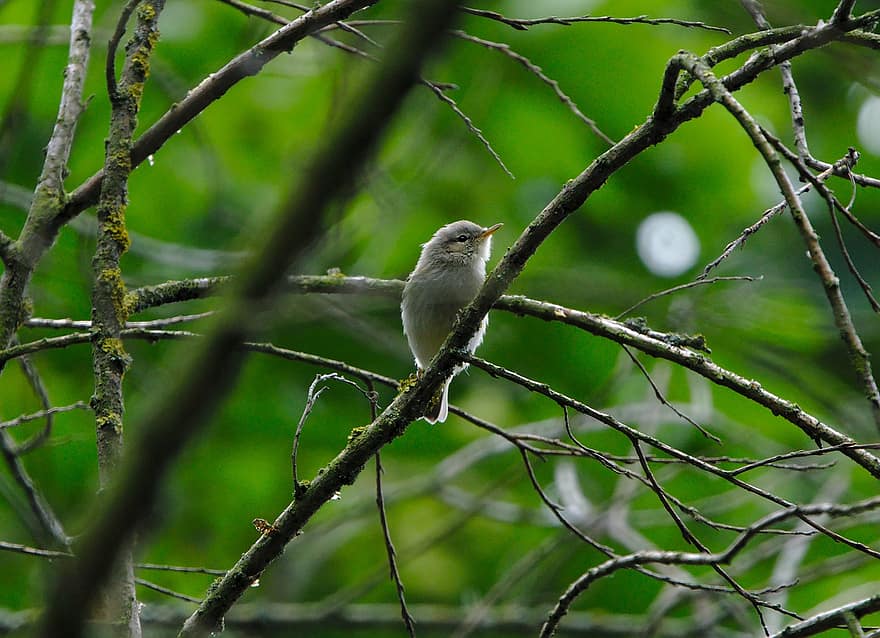 willow warbler, burung, burung penyanyi, cabang, pohon, hijau, Daun-daun, burung sperrling, hewan, alam