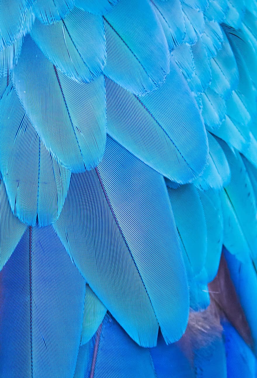penas azuis, pássaro, Penas de arara, fundo, papagaio, penas de papagaio, animais selvagens, papel de parede móvel, azul, pena, arara