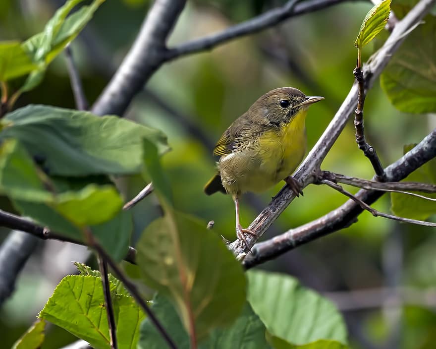 Yellowthroat comune, uccello, animale, uccello canoro, natura, piume, ramo, arroccato, ornitologia, birdwatching, becco