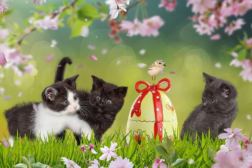kissat, pennut, pääsiäismunia, pääsiäinen, pesä, niitty, söpö, eläin, kotieläin, kevät, kissanpentu