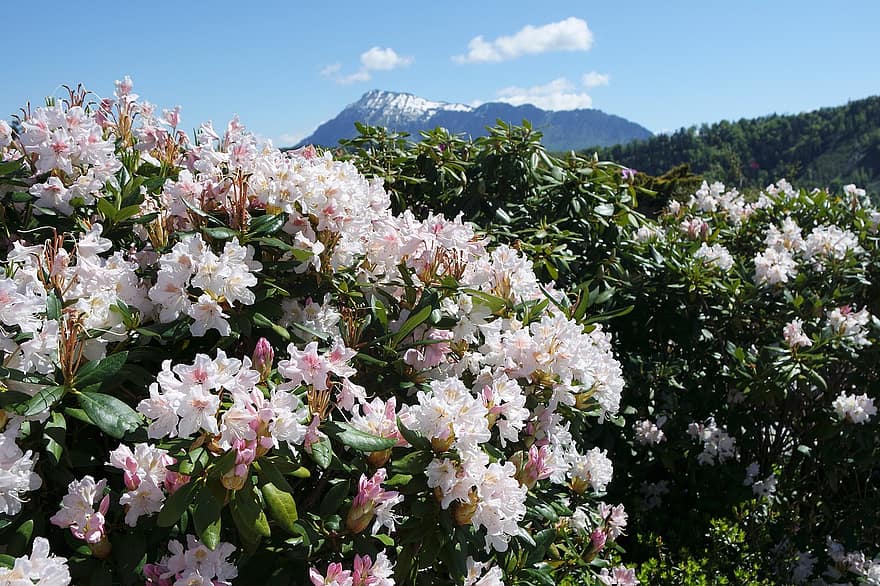 Flowers, Bushes, Plant, Trees, Mountains, Switzerland, Hotel, Resort, Rhododendron, Alpine, Nature