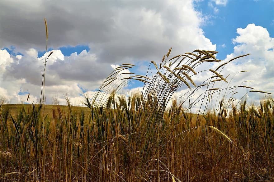 gandum, tanaman, bidang, lonjakan gandum, sereal gandum, menanam, tanah pertanian, lahan pertanian, pertanian, pedesaan