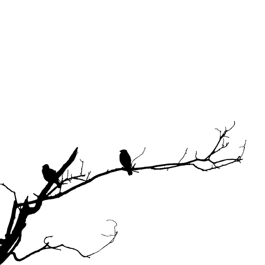 burung-burung, ilmu burung, garis seni, jenis, fauna, burung, hewan, cabang, pohon, bayangan hitam, ilustrasi