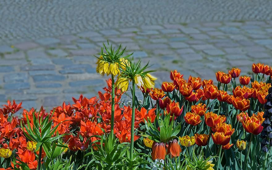 tulipaner, blomster, vår, natur, hage, vårblomster, anlegg, blomst, fargerik