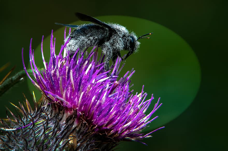 abeille, nectar, insecte, ailes, pollen, pollinisation, fleur