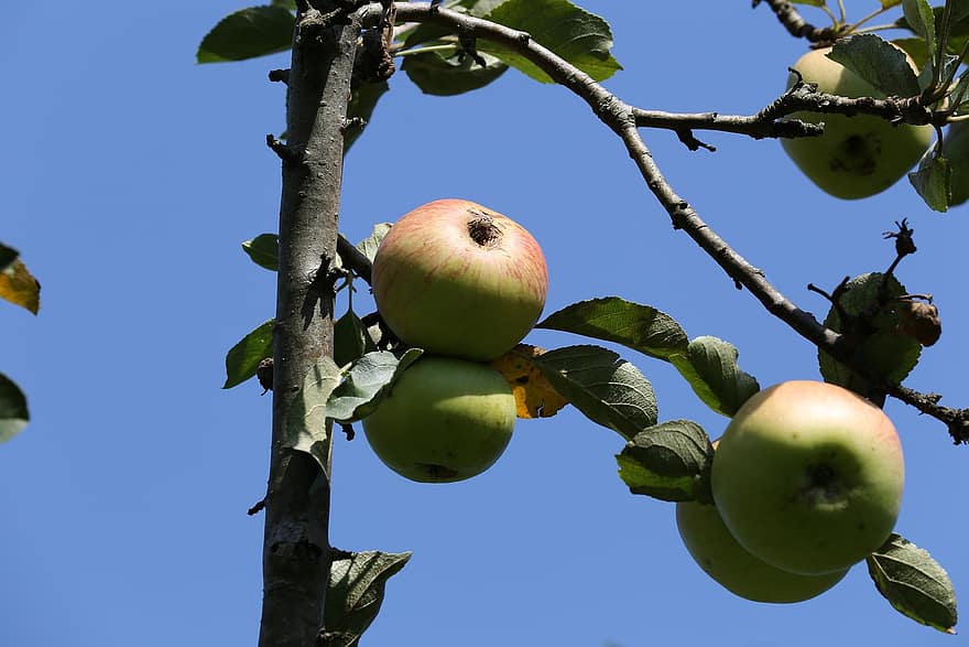 Äpfel, Früchte, Lebensmittel, frisch, gesund, reif, organisch, Süss, produzieren, Ast, Baum