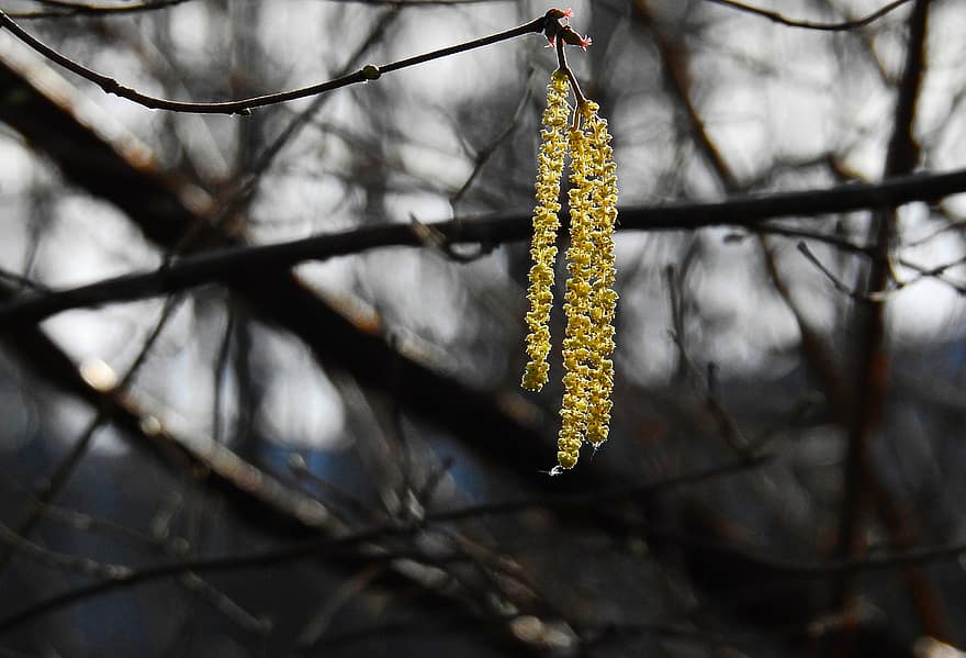 Catkin, Flower, Seed, Branch, Tree, February, Herald Of Spring, Nature, Created 31-01-21