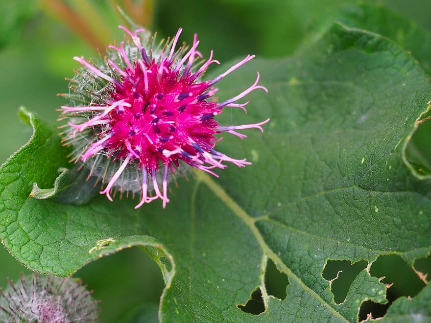 Burdock, Flower, Plant, Leaf, Bloom, Flora, Nature, close-up, purple, summer, green color