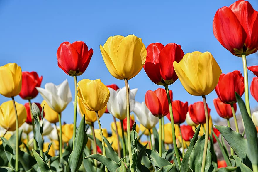 tulipany, kwiaty, ogród, Natura, rośliny, wiosna, tulipan, kwiat, żółty, lato, roślina