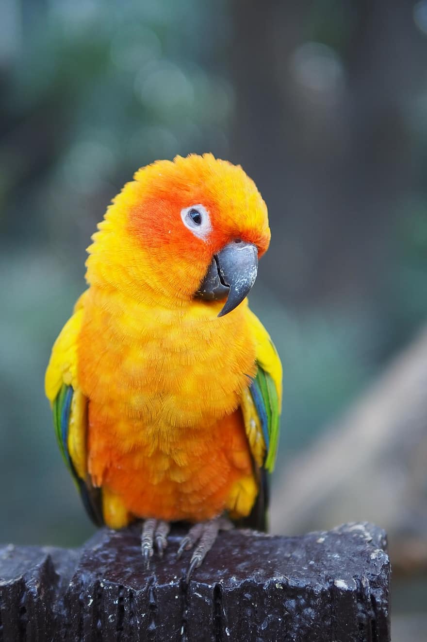 papegoja, fågel, fjädrar, fjäderdräkt, sun conure, färgrik, näbb, vingar, aratinga, solstitialis, djur