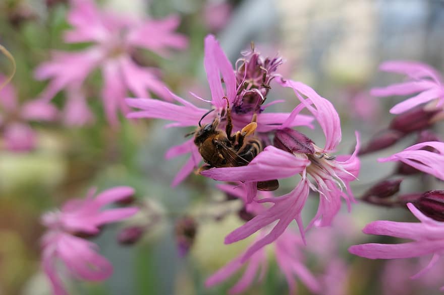 бджола, квіти, посипати, запилення, пилок, квітка фіолетовий, комаха, гвоздика, цвітіння, природи, медоносна бджола