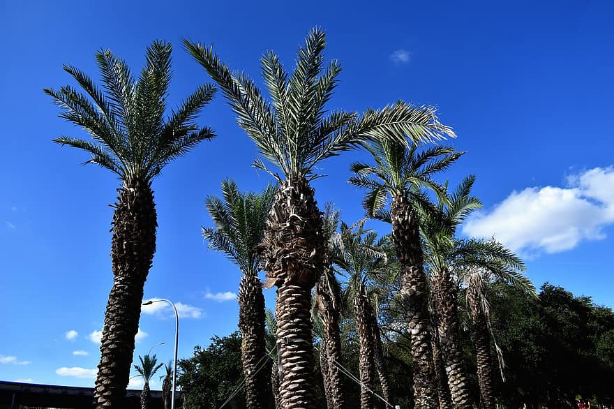 Palmen, Bäume, Natur, Himmel, Blätter, Geäst, Pflanzen, tropisch, Fort Lauderdale, Florida, Jungferninseln