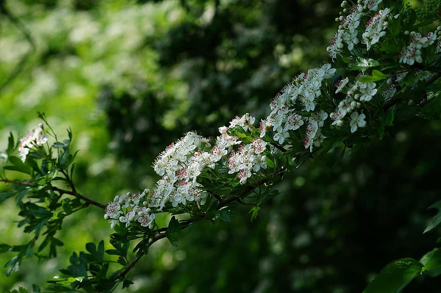 Flowers, Hawthorn Blossom, Branch, Spring, Bloom, Season